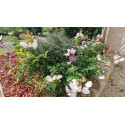 Shrub rose Marie Pavie