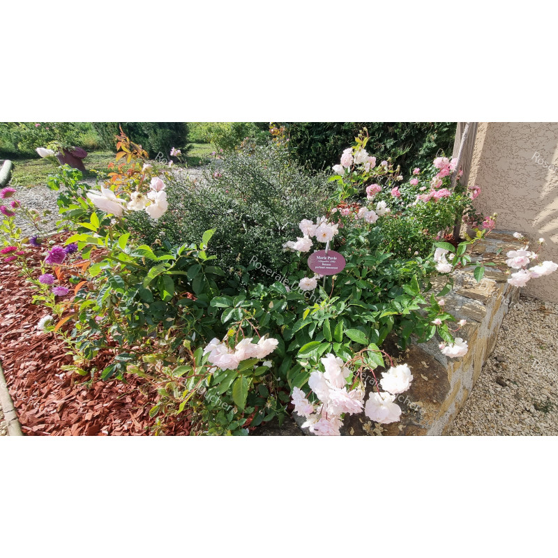 Shrub rose Marie Pavie