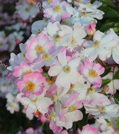 Shrub rose Aristée ®