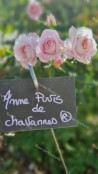 Rosier buisson Anne Puvis de Chavannes