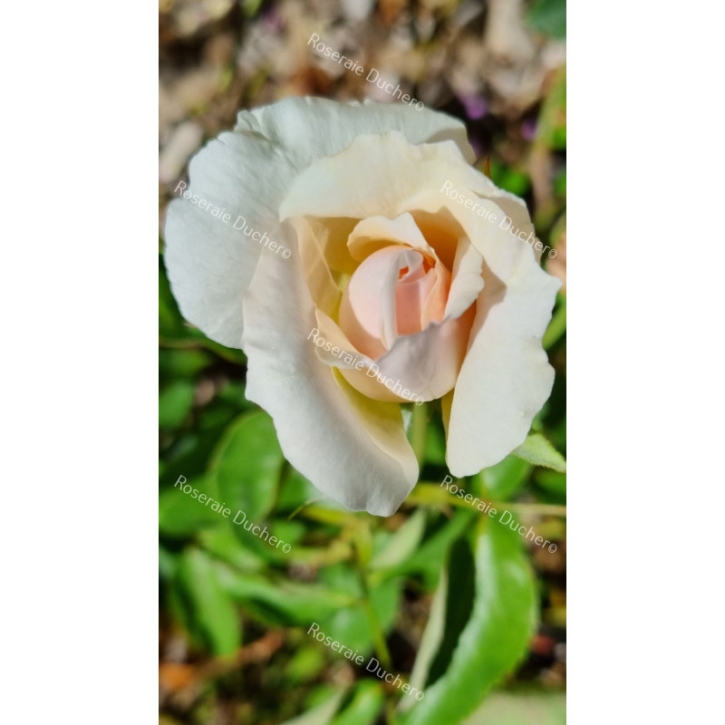 Rosier buisson Prince de Bulgarie