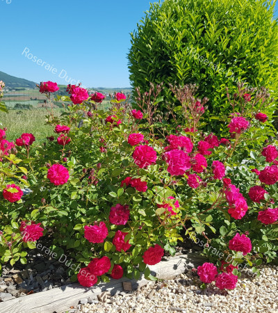 Shrub rose petillante de st galmier 