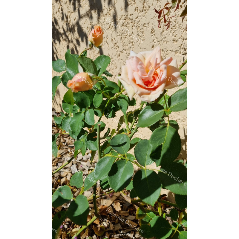 Rosier buisson Prince de Bulgarie