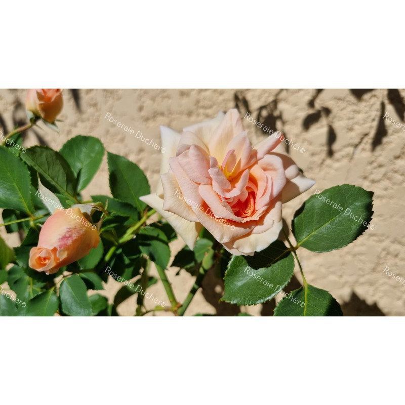 Rosier buisson Prince de Bulgarie