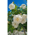 Climbing rose Iceberg Climbing
