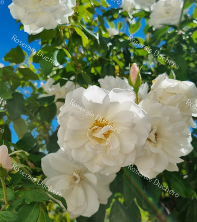 Rosier grimpant Iceberg Climbing