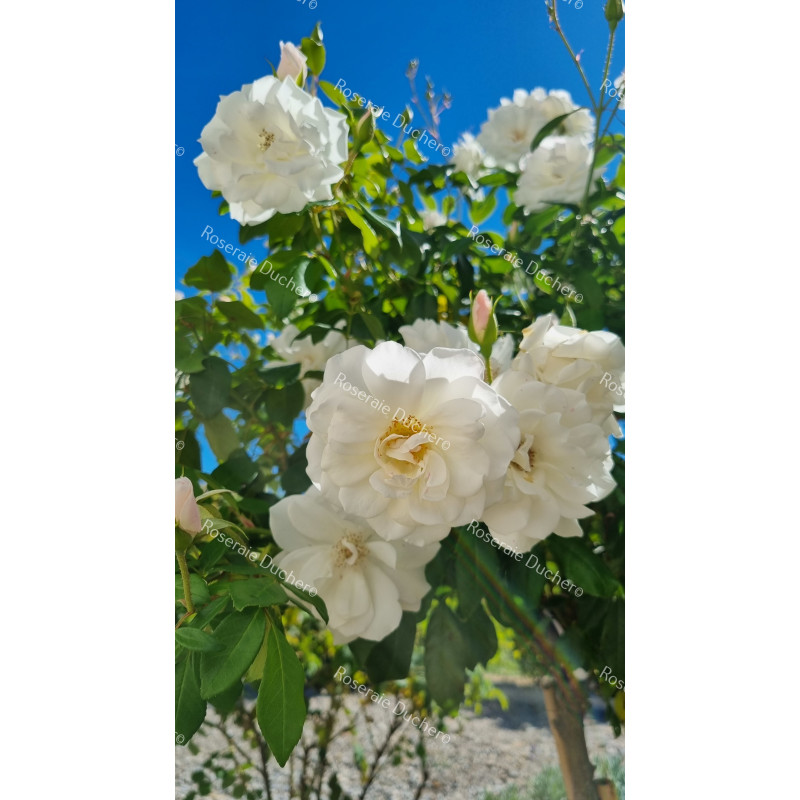 Climbing rose Iceberg Climbing