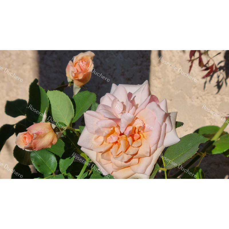 Rosier buisson Prince de Bulgarie