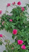 Shrub rose Beaute Inconstante