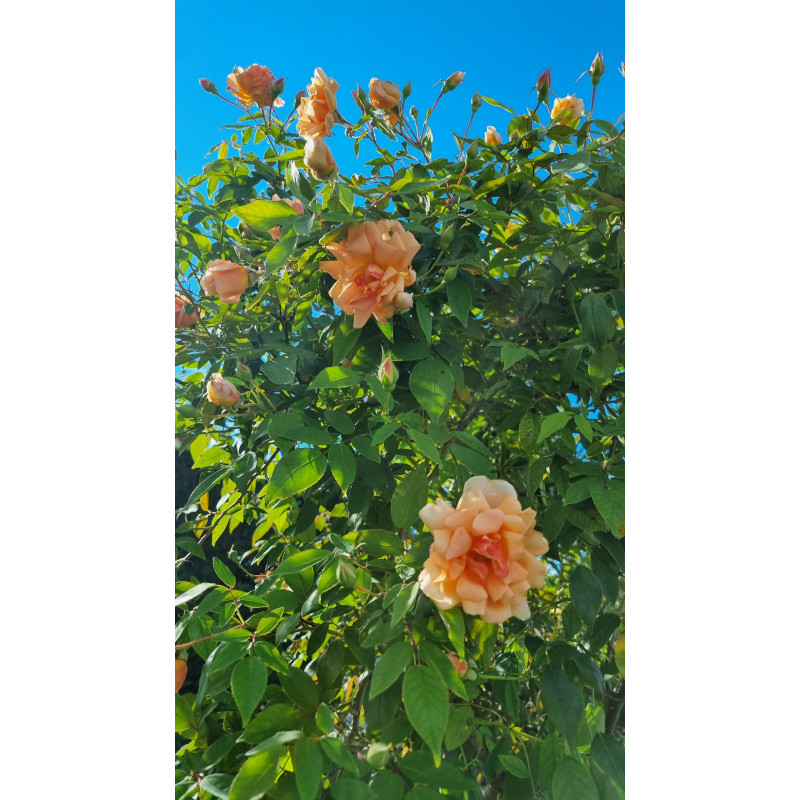 Rosier grimpant Crépuscule