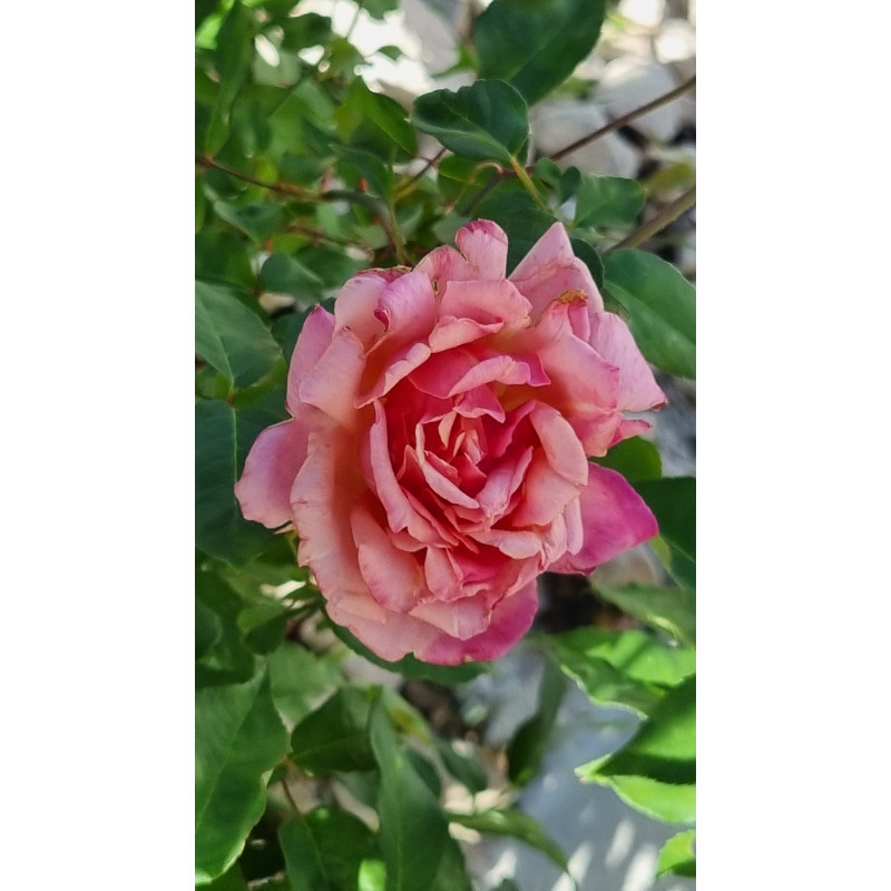 Rosier buisson Beauté Inconstante