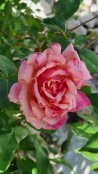 Shrub rose Beaute Inconstante