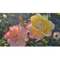 Shrub rose Tahiti