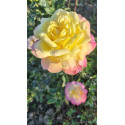 Rosier buisson Tahiti