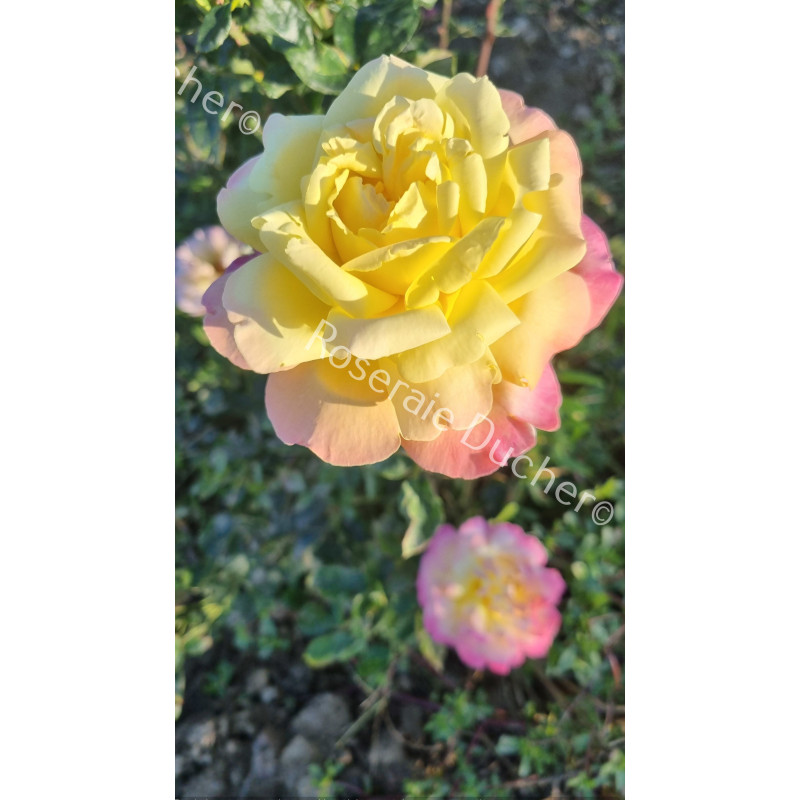 Rosier buisson Tahiti