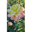 Shrub rose Tahiti