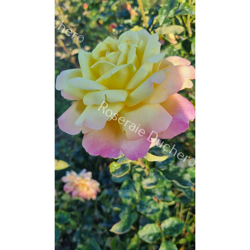 Shrub rose Tahiti