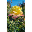 Rosier buisson Tahiti