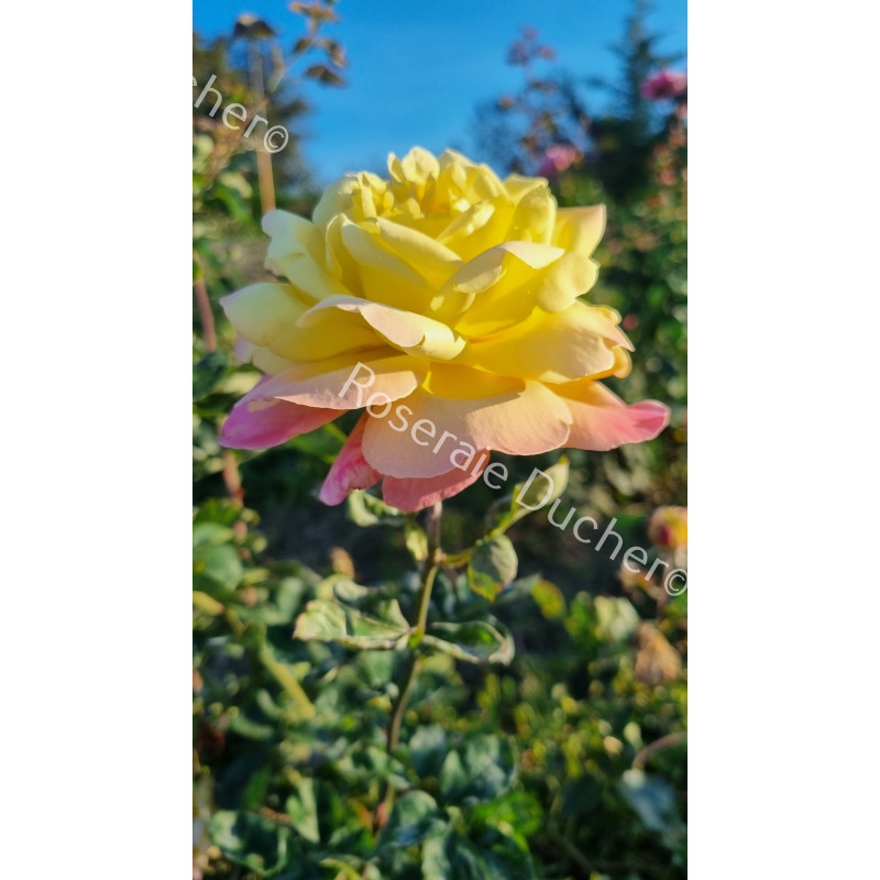 Shrub rose Tahiti
