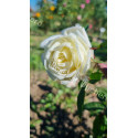Shrub rose Ducher