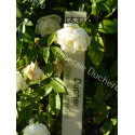 Shrub rose Ducher