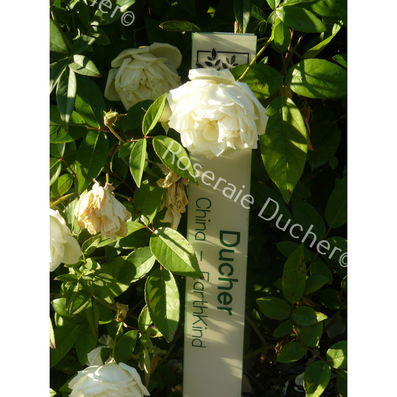Shrub rose Ducher