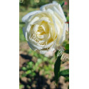 Shrub rose Ducher