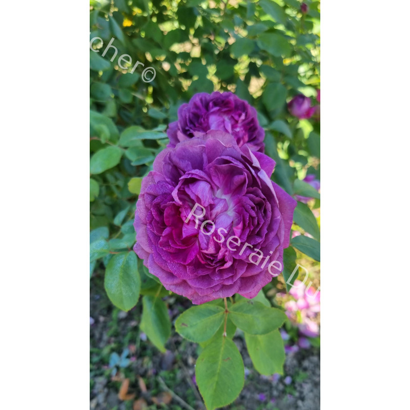 Rosier buisson Reine des Violettes