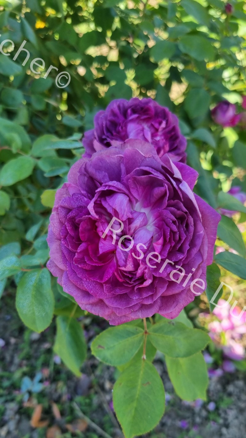 Roses DUCHER - Shrub rose Reine des Violettes