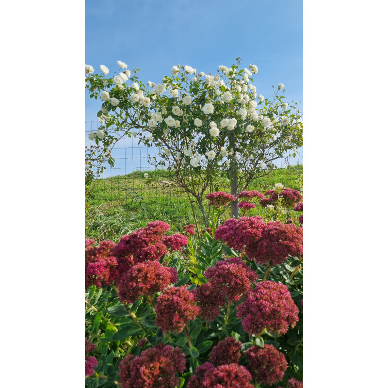 Climbing rose Iceberg Climbing