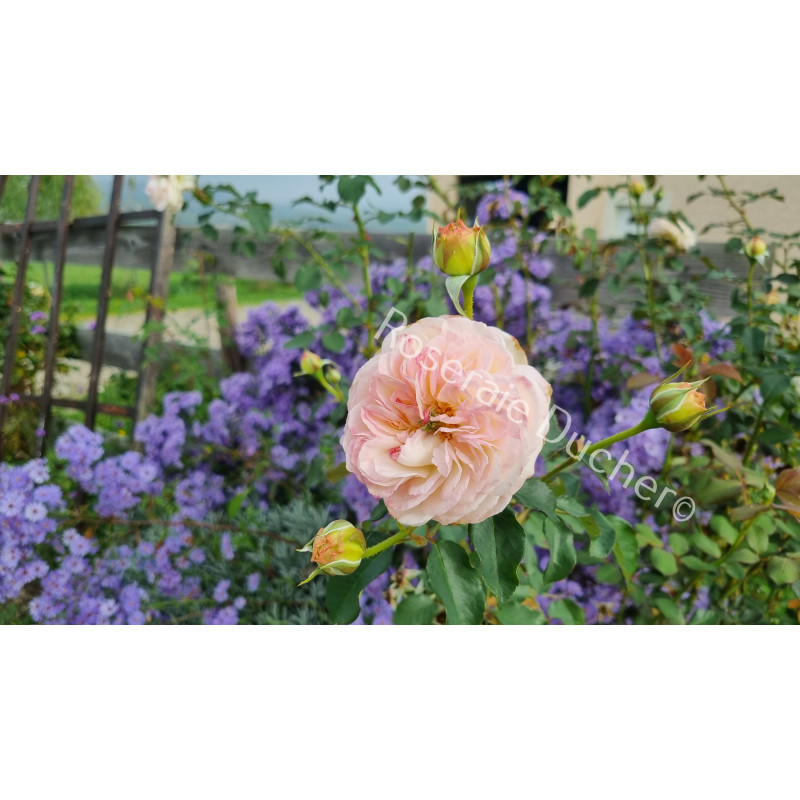 Shrub rose creation Josiane Pierre-Bissey ®