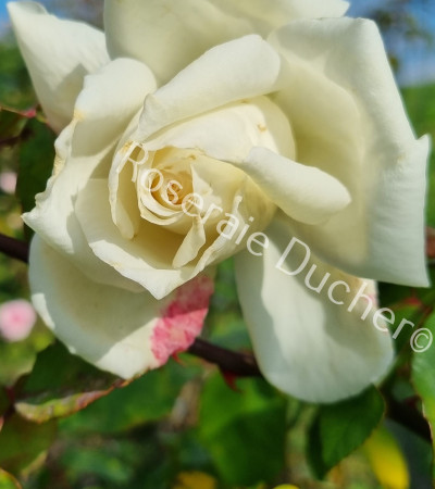 Climbing rose Mrs Herbert Stevens