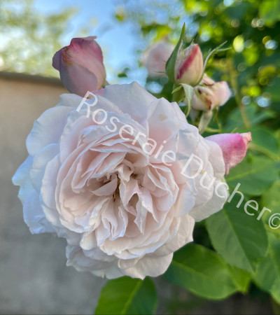 Climbing rose Marie Dermar