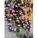 Climbing rose creation Florence Ducher ®