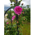 Climbing rose Madame Isaac Pereire