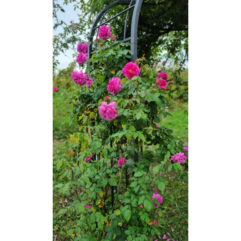 Climbing rose Madame Isaac Pereire