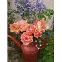 Shrub rose creation Jean de Luxembourg, roi de Boheme ®