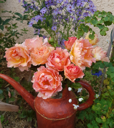 Shrub rose creation Jean de Luxembourg, roi de Boheme ®