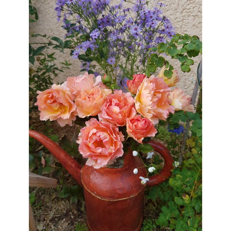 Shrub rose creation Jean de Luxembourg, roi de Boheme ®