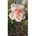 Shrub rose Madame Edmond Rostand
