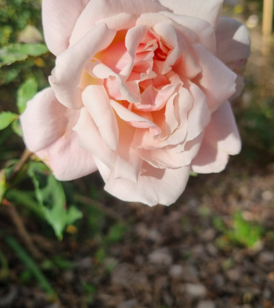 Rosier buisson Madame Edmond Rostand