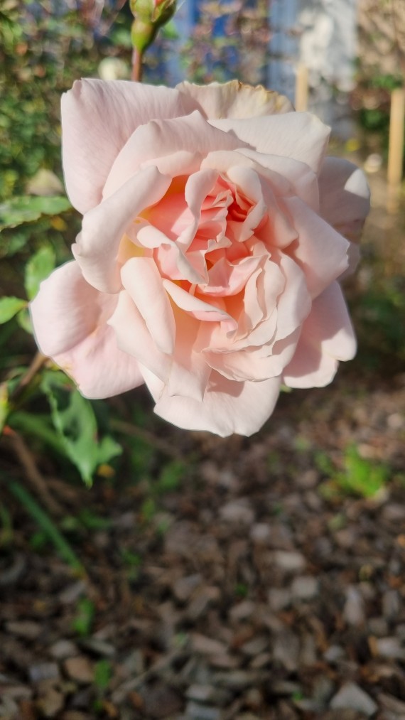 Shrub rose Madame Edmond Rostand