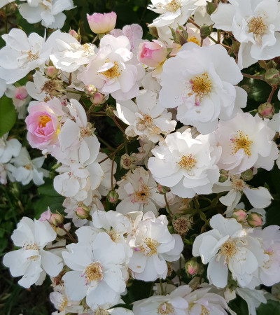 Shrub rose never forget rose