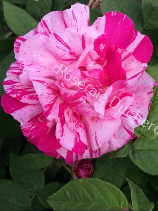 Rosier buisson Rosa mundi syn Rosa gallica versicolor