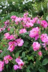 Rosier buisson Rosa mundi syn Rosa gallica versicolor