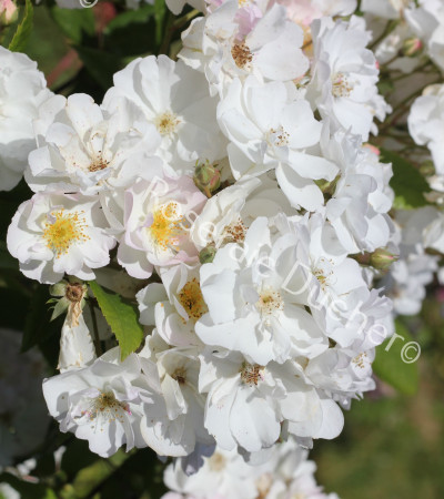 Shrub rose never forget rose 