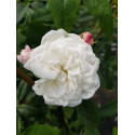 Rosier grimpant Aimée Vibert