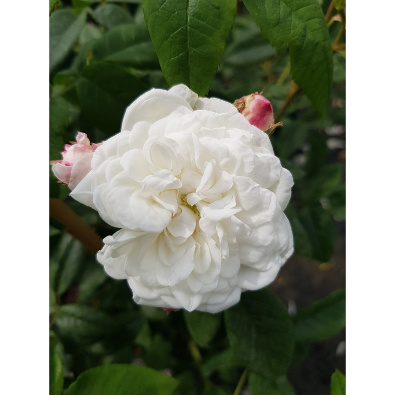 Rosier grimpant Aimée Vibert