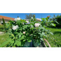 Shrub rose White Jacques Cartier