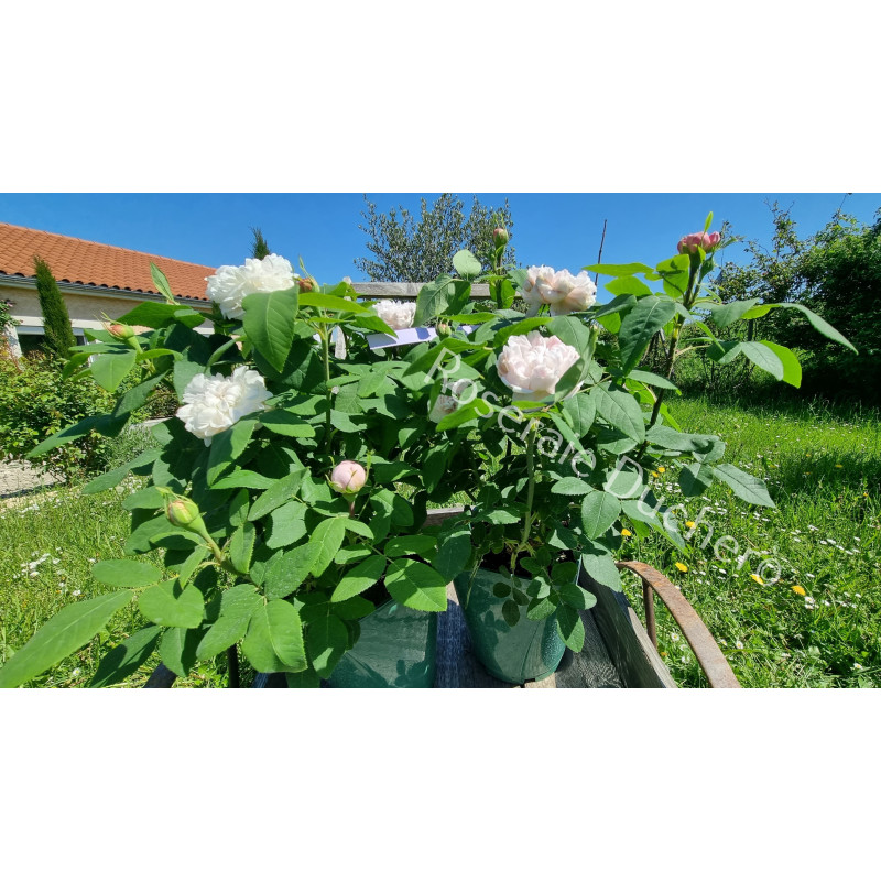 Shrub rose White Jacques Cartier
